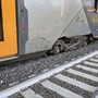 Roma, mucche su binari: treno deraglia vicino a stazione di Piana Bella a Montelibretti, nessun ferito
