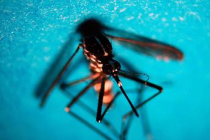 West Nile, caso di encefalite a Napoli. Rezza: "Sorveglianze bloccate, serve soluzione" West Nile, caso di encefalite a Napoli. Rezza: "Sorveglianze bloccate, serve soluzione"