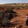 Cisgiordania, bulldozer israeliani sradicano centinaia di olivi