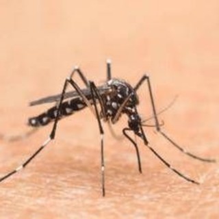 Cina, è allarme Chikungunya: oltre 7.700 casi