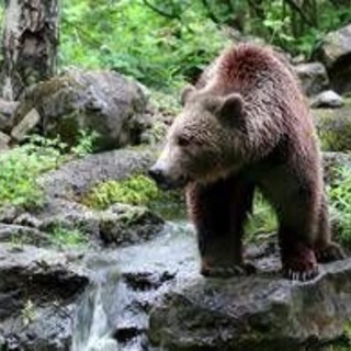 Orso abbattuto a Yellowstone, aveva imparato a rubare cibo a campeggiatori