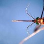 West Nile, il bollettino Iss: &quot;27 morti e a 430 i casi da inizio anno&quot;