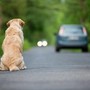 Ogni anno 130mila animali abbandonati, al via campagna Miav-Mutua Italiana Assistenza Veterinaria Ogni anno 130mila animali abbandonati, al via campagna Miav-Mutua Italiana Assistenza Veterinaria
