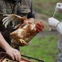 Aviaria, 60 focolai in Ue. La Commissione: "Monitoriamo attentamente"