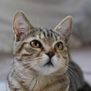 Dà fuoco a un gatto e lo cucina, orrore a La Spezia Dà fuoco a un gatto e lo cucina, orrore a La Spezia