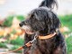 Avere un cane protegge il cuore e allunga la vita, il maxi studio