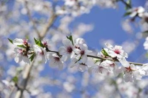 Ribaltone meteo, a Pasqua e Pasquetta arriva la primavera Ribaltone meteo, a Pasqua e Pasquetta arriva la primavera