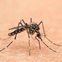 Cina, è allarme Chikungunya: oltre 7.700 casi
