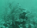 Wonder of sea