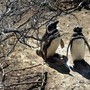 Pinguini sentinelle dell'ambiente in Patagonia, dotati di sensori rilevano inquinanti Pfas Pinguini sentinelle dell'ambiente in Patagonia, dotati di sensori rilevano inquinanti Pfas