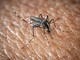 West Nile e Dengue, aumentano i casi in Italia: gli ultimi dati dell'Iss West Nile e Dengue, aumentano i casi in Italia: gli ultimi dati dell'Iss