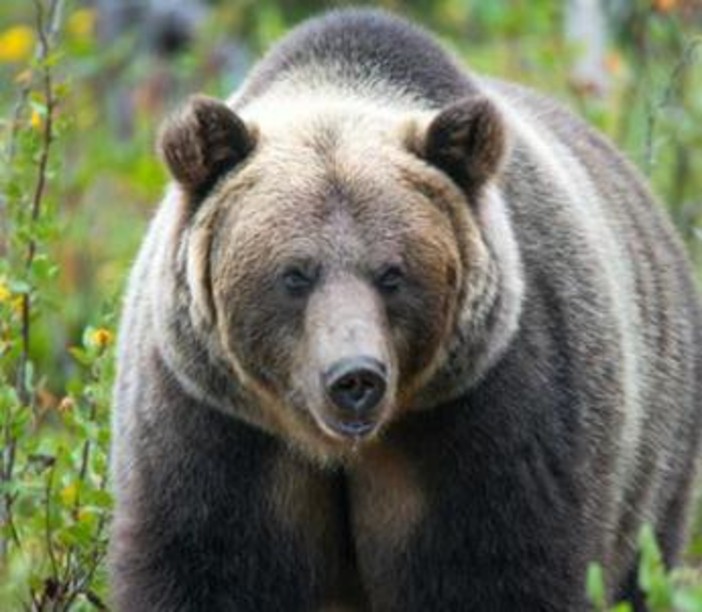 Paura in Canada, orso grizzly aggredisce scolaresca: un morto e 11 feriti Paura in Canada, orso grizzly aggredisce scolaresca: un morto e 11 feriti