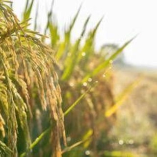 Agricoltura: Ismea, prorogato al 15 dicembre termine domande al Fondo Inail da 10 mln per trattori