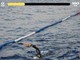Dalla Corsica a Monaco a nuoto, l'impresa dell'uomo-pesce