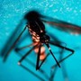 West Nile, primo caso di infezione in Veneto West Nile, primo caso di infezione in Veneto