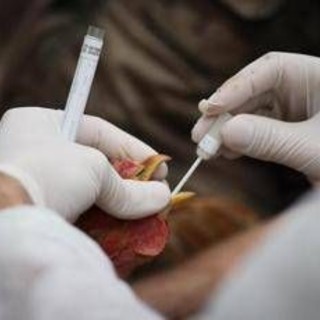 Aviaria si diffonde in Ue, 60 focolai in 3 settimane. Ciccozzi: "Colpa degli allevamenti intensivi"