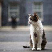 Gatto Larry compie 15 anni di servizio, è Chief Mouser a Downing Street Gatto Larry compie 15 anni di servizio, è Chief Mouser a Downing Street