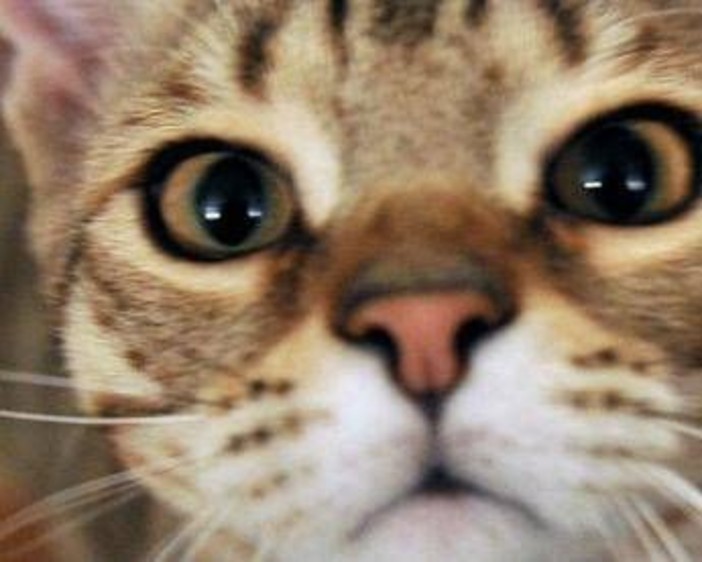 Micio che passione, il 32% degli italiani gioca più di 2 ore a settimana con il proprio gatto