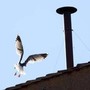 Conclave, l'ornitologo: &quot;Il gabbiano sul comignolo è a casa sua e non teme la folla&quot;