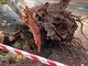 Albero cade su auto nel Materano, morto un ragazzo