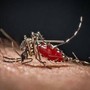 Lo strano effetto 'boomerang' dei repellenti: forse le zanzare stanno imparando ad amarli Lo strano effetto 'boomerang' dei repellenti: forse le zanzare stanno imparando ad amarli