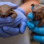 Lebbra, casi in aumento in Florida e l'armadillo torna sotto i riflettori