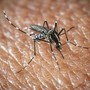 L'Oms lancia l'allarme, il virus West Nile cresce in Europa, 21 casi in Italia