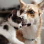 Carcere e multe per chi maltratta gli animali, da oggi in vigore legge Brambilla