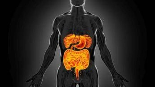 Intestino sempre giovane, è possibile: come fermare invecchiamento e prevenire tumori Intestino sempre giovane, è possibile: come fermare invecchiamento e prevenire tumori