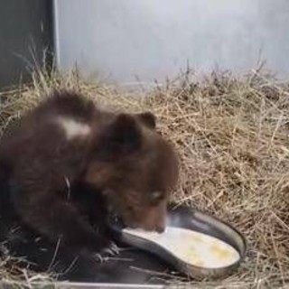 Orsetta marsicana salvata nel Parco nazionale comincia a mangiare da sola - Video