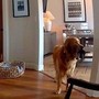Il ladro entra in casa, il labrador fa festa e porta i giochi...