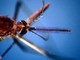 West Nile, salgono a due i morti nel Lazio. In Campania la prima vittima: deceduto 80enne