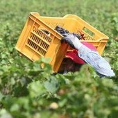 Tragedia nei campi, bracciante 29enne si impicca a Torretta Antonacci Tragedia nei campi, bracciante 29enne si impicca a Torretta Antonacci