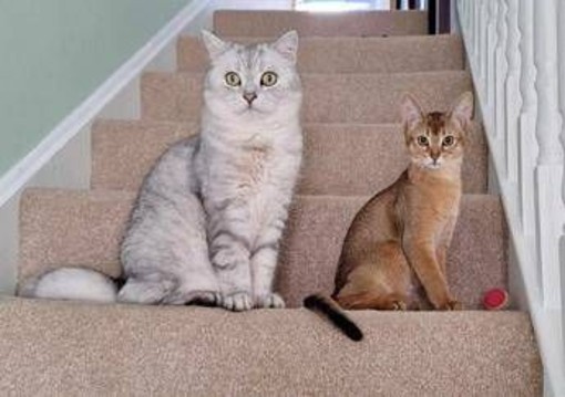 Cancro, la scoperta sui tumori dei gatti: lo studio e le nuove speranze Cancro, la scoperta sui tumori dei gatti: lo studio e le nuove speranze