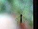 Da Dengue a West Nile incombe minaccia zanzare, appello igienisti ai Comuni