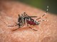 West Nile, da inizio anno 173 casi e 11 decessi in Italia