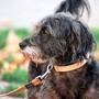 Avere un cane protegge il cuore e allunga la vita, il maxi studio Avere un cane protegge il cuore e allunga la vita, il maxi studio