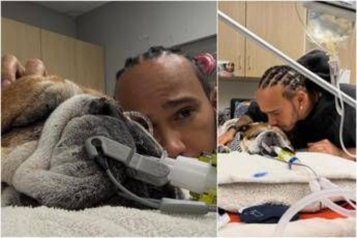 Hamilton, il cane Roscoe è malato: &quot;Ha la polmonite, ora è in coma&quot;