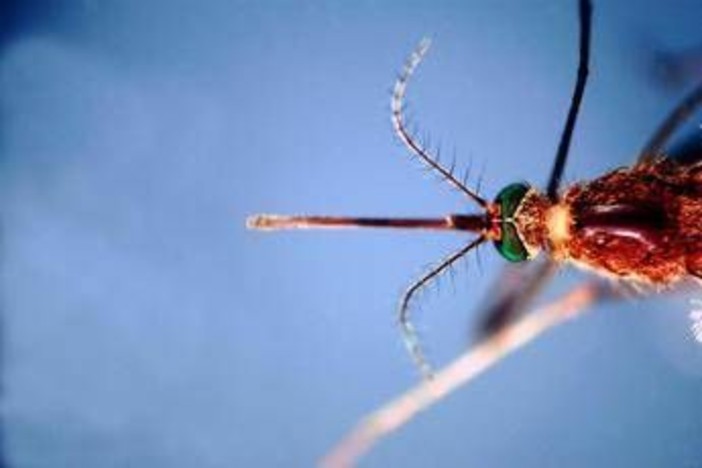 West Nile, prima vittima in Liguria: 86enne muore a Genova. Bassetti: "Massima attenzione" West Nile, prima vittima in Liguria: 86enne muore a Genova. Bassetti: "Massima attenzione"