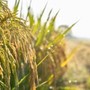 Agroalimentare, Ismea: superati sistema dei bandi per finanziamenti a condizioni di mercato