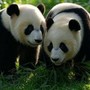 Corea del Sud, compiono 2 anni le prime due gemelle di panda giganti
