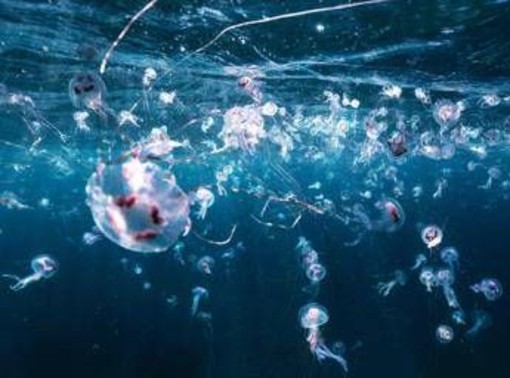 Bimbi in vacanza tra caldo record e punture di zecche e meduse, i consigli dell'esperta: "Ecco quando andare in ospedale" Bimbi in vacanza tra caldo record e punture di zecche e meduse, i consigli dell'esperta: "Ecco quando andare in ospedale"