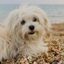 Spiagge, dall'accesso con i cani al gioco a pallone ecco il vademecum dei diritti dei bagnanti