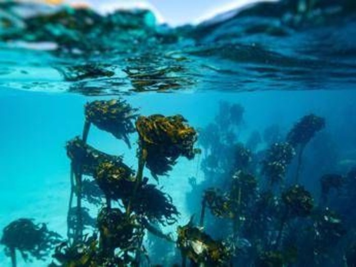 In Alaska un 15enne sopravvive due giorni in mare aggrappato a barca capovolta: morto il fratello In Alaska un 15enne sopravvive due giorni in mare aggrappato a barca capovolta: morto il fratello