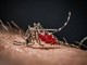 Chikungunya, in Veneto primi due casi autoctoni: contagiate due donne
