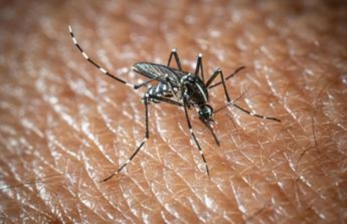 West Nile e Dengue, aumentano i casi in Italia: gli ultimi dati dell'Iss West Nile e Dengue, aumentano i casi in Italia: gli ultimi dati dell'Iss