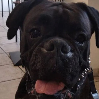 A Moncalieri intitolata a Yanez la nuova area cani di Borgo San Pietro