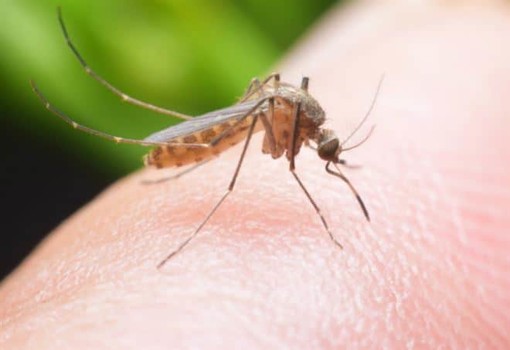 A Chivasso parte la lotta alle zanzare