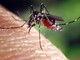 Lotta alle zanzare: situazione sotto controllo